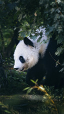 Cute Giant Panda