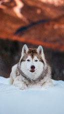 The Sled Dog Lies on The Snow