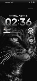 Black Cat