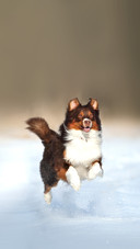 Australian Shepherd running on snow-covered field