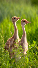 The small redcrowned crane in heilongjiang province