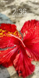 Flowers_DWM2