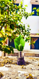 Leaf_DWM2