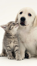 猫狗一家亲
