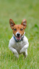 Dog283