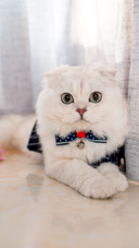 猫爪的3大功能