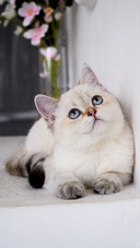 猫爪的3大功能