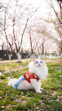Cat5