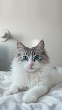 猫咪喜欢你的表现