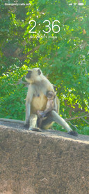 Lemur_DWM3