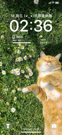 橘猫没烦恼