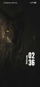 Jackal