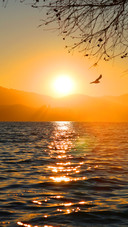 Sunrise and seagulls