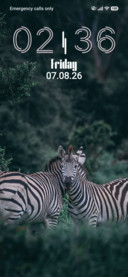 Zebra