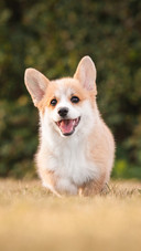 Dog (12)