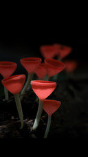 Red Mushroom in Rain Forest