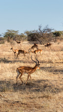 A Group of Antelopes Foraging on The Grass