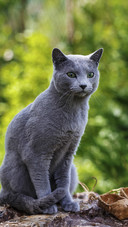 A Blue Cat Sitting on The Ground