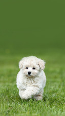 Cute little puppy running on the grass