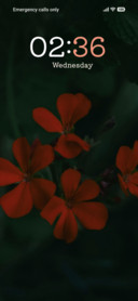 Scarlet Field