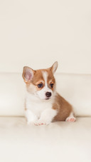 A Corgi Puppy Lying on The Bed