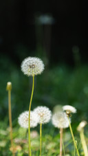 Dandelions under the sun