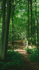 Green forest