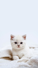 Pretty Grey Kitten British Lying on White Plaid