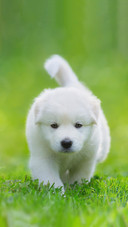 Dog133