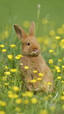 Rabbit