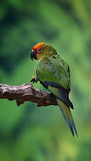 Close up of A Bird Standing on A Branch