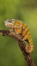 VCG41N823847044