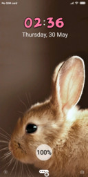 Bunny_DWM19