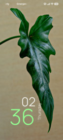 Emerald Anthurium