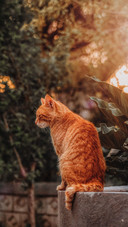 橘猫小日常