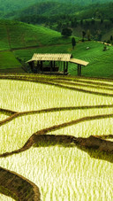 Beautiful Terraces