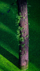 On qingshan lake duckweed shakes the metasequoia