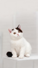 Cat on the Shelf