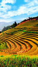 Beautiful Terraces