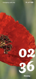 Poppy