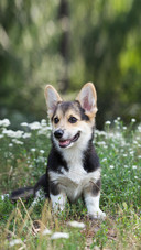 Dog183