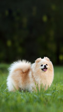 Cute Dog Spitz on Nature