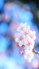 khm flower