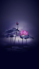 荷