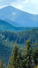 forest