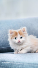 Cute Kitten Sitting on Grey Sofa