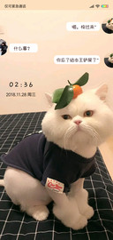 铲屎官万岁J