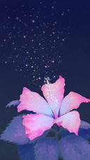 Hibiscus and Hibiscus Are Blooming at Night