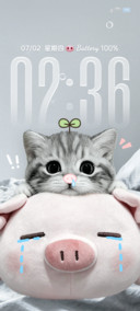 ins呆萌猫咪小猪