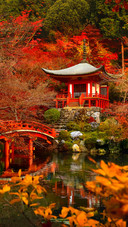 京都红叶狩